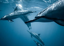 开云下载:云端下载的新纪元,带你体验指尖上的云端高速